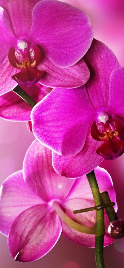 Фаленопсис