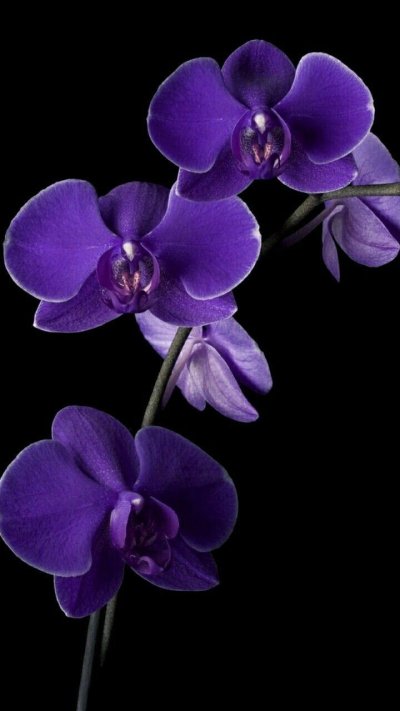 Бьютифул Орхидея