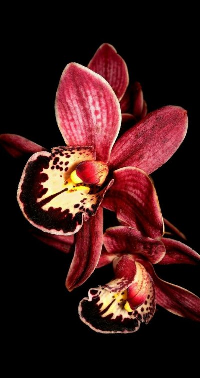 Фаленопсис Мадонна