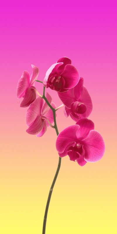 Ярко розовые орхидеи