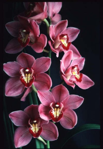 Орхидея Цимбидиум