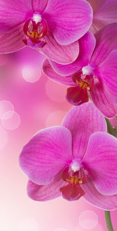 Орхидеи