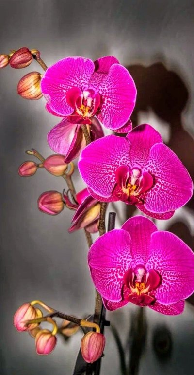 Орхидея фаленопсис Буэнос Айрес