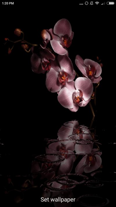 Цветы на черном фоне