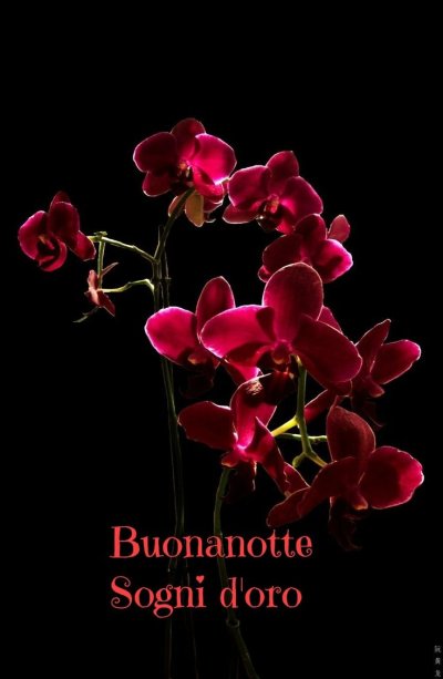 Орхидея фаленопсис красная