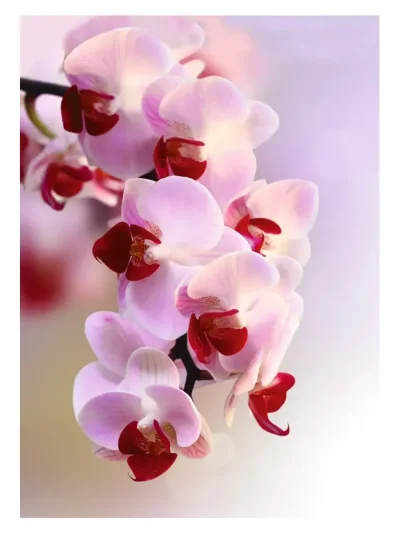 Орхидея фаленопсис Вашингтон