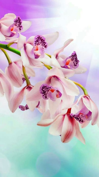 Цветок орхидеи