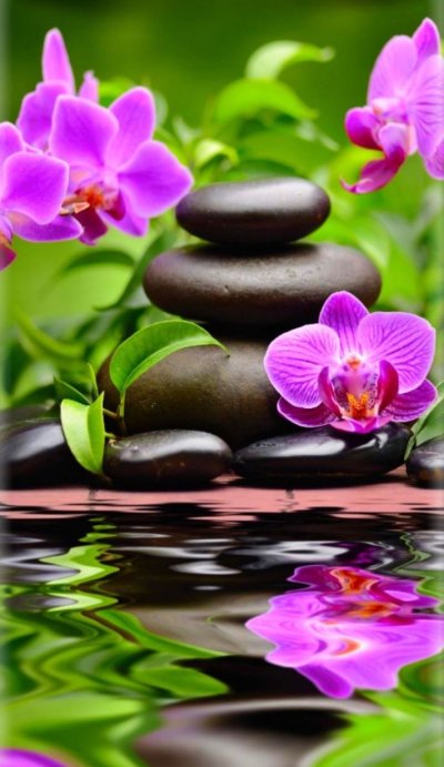 Цветы вода камень