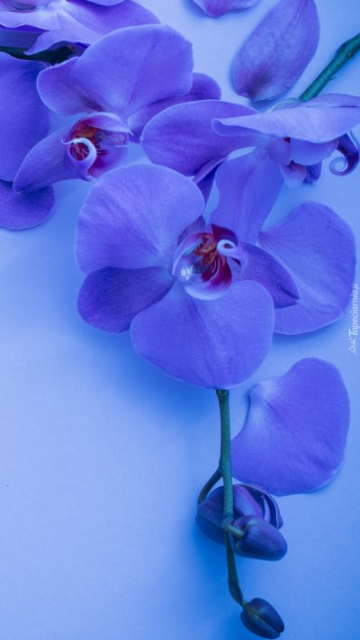 Цветок орхидеи