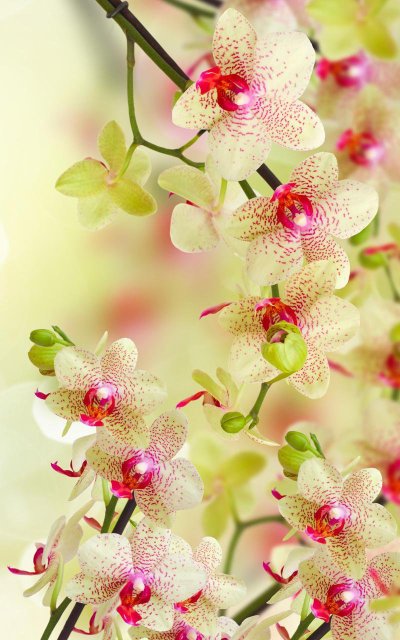 Красивые орхидеи