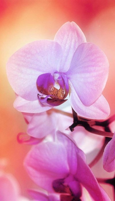 Орхидея черри блоссом