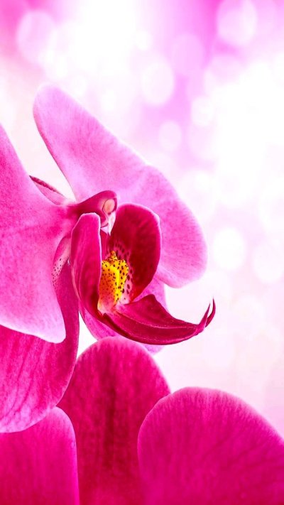 Орхидея Пинк Петалс