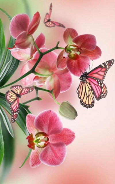 Бабочка на цветке