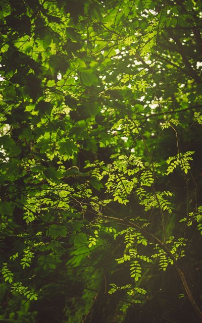 Листва деревьев