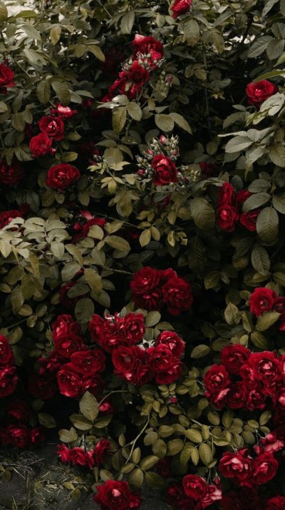 Роза рамукан роза