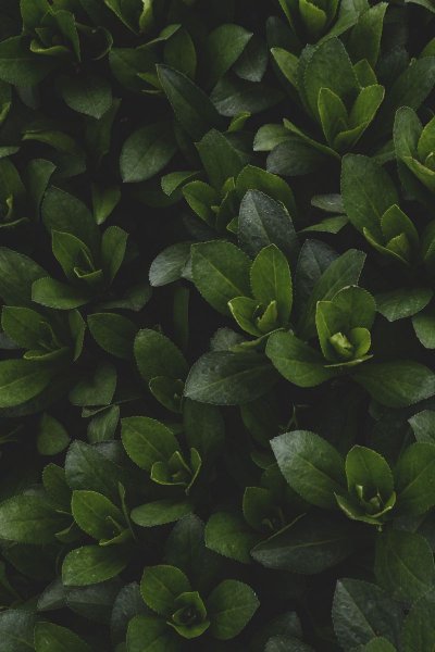 Темные листья