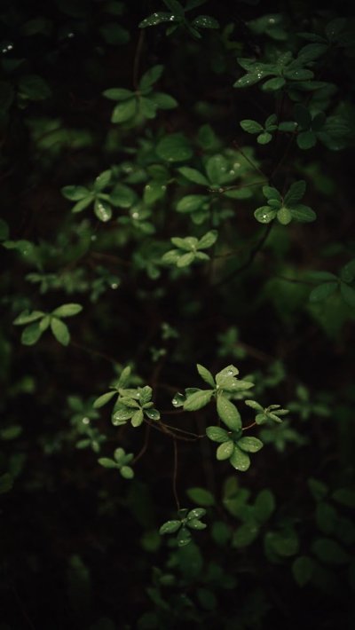 Цветы макро