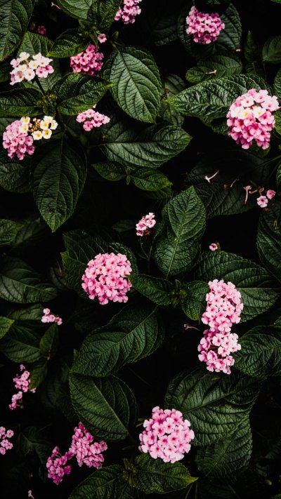 Кусты цветов на заставку телефона