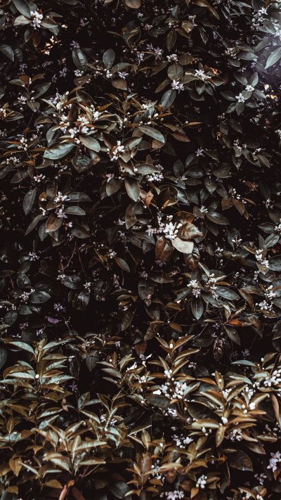 Жасмин цветы