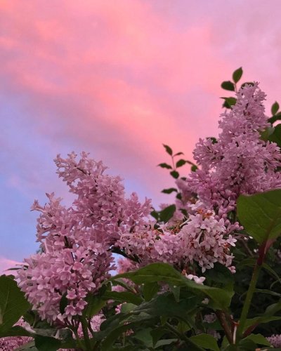 Сирень обыкновенная Кремлевские куранты