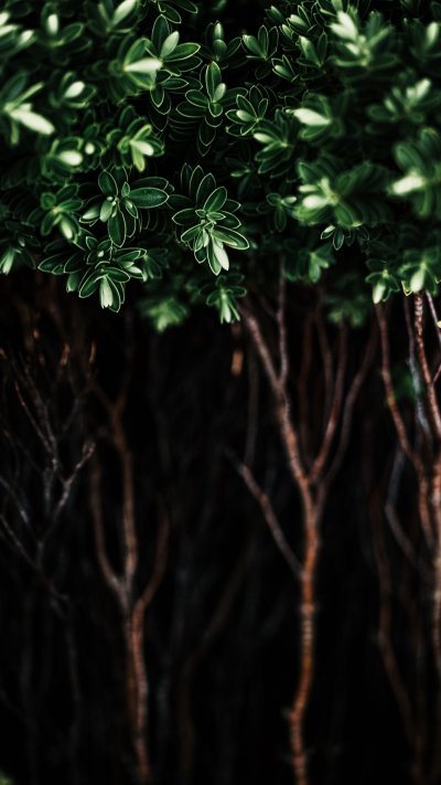 Темно зеленые растения