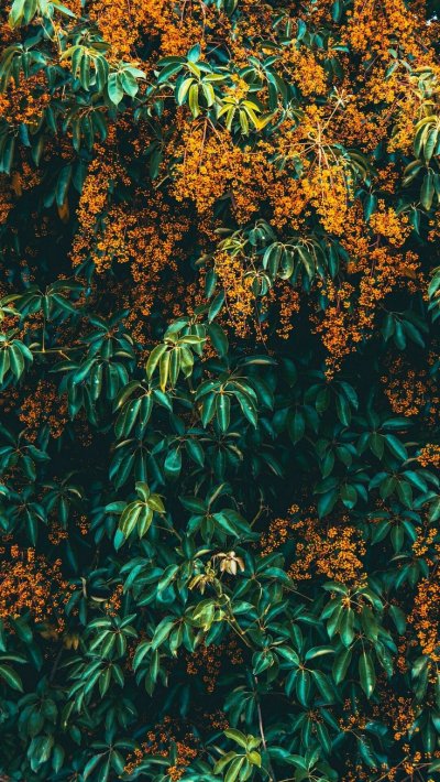 Обои на телефон кусты