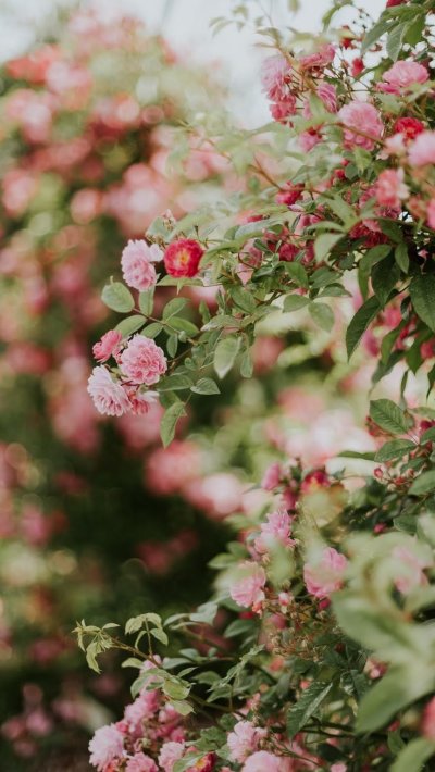 Роза плетистая Мермейд