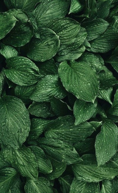 Зелень стекла