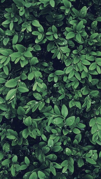 Самшит — Buxus colchica