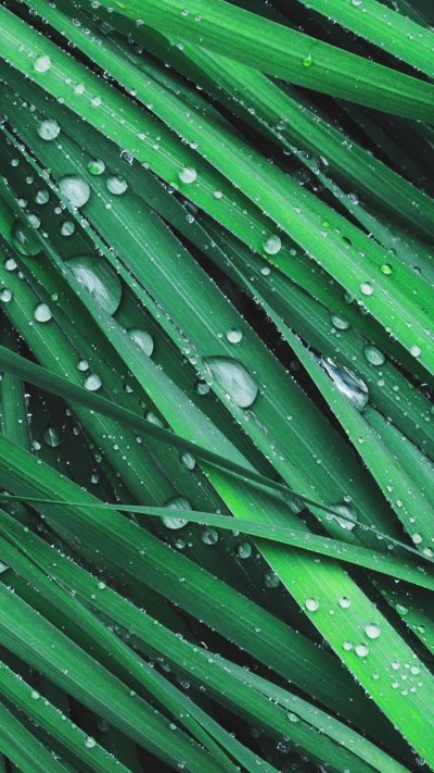 Сочная зелень