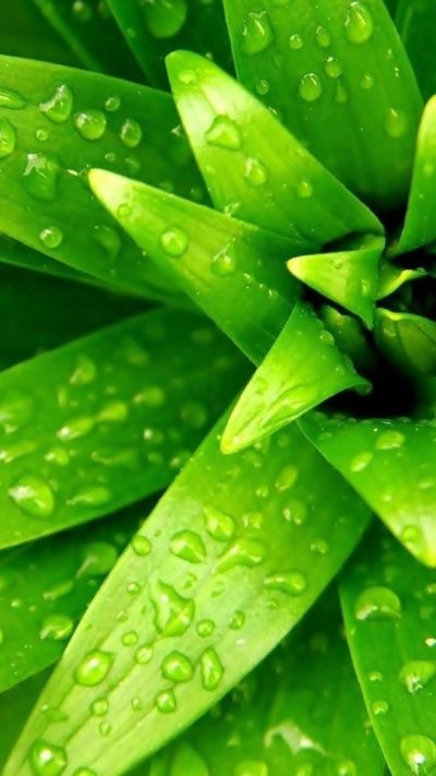 Красивый зеленый