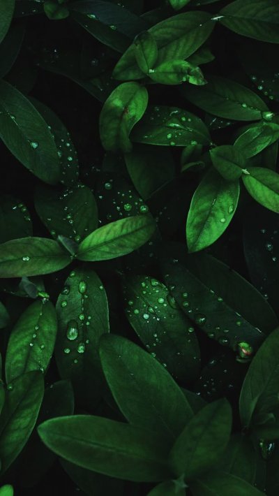 Темно зеленый