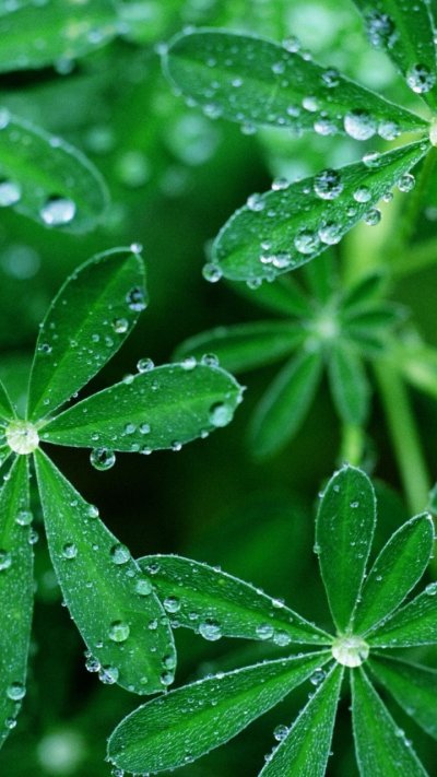 Зелёные растения