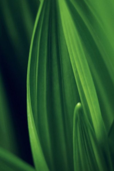 Зеленые обои