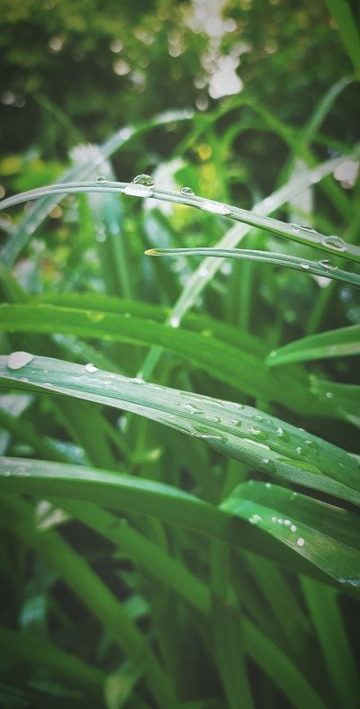 Трава Эстетика