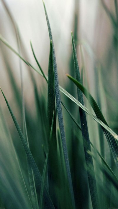 Трава Макросъемка