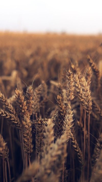 Колосья пшеницы