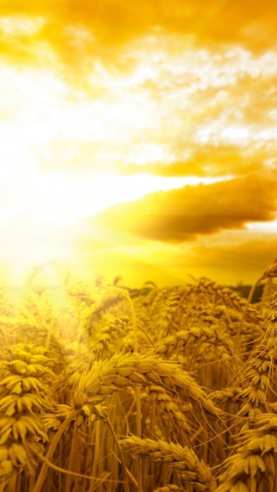 Поле пшеницы