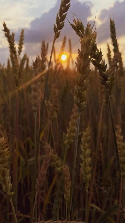 Пшеница