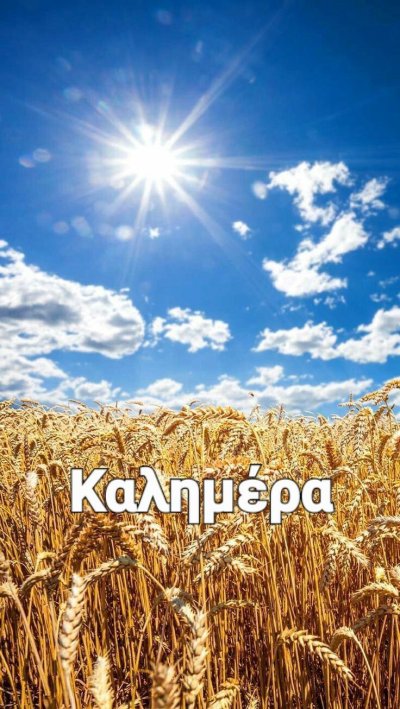 Поле пшеницы