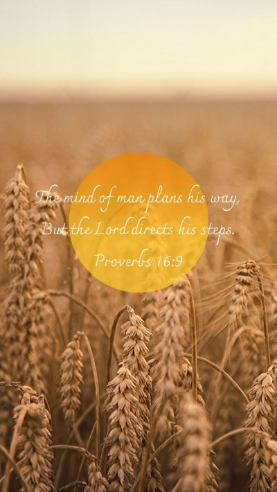 Поле с колосьями