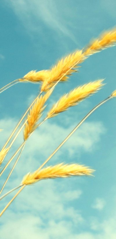 Колосья пшеницы