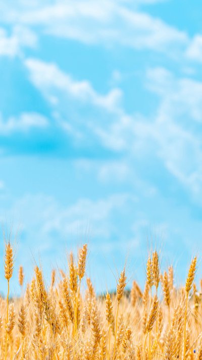 Пшеничное поле