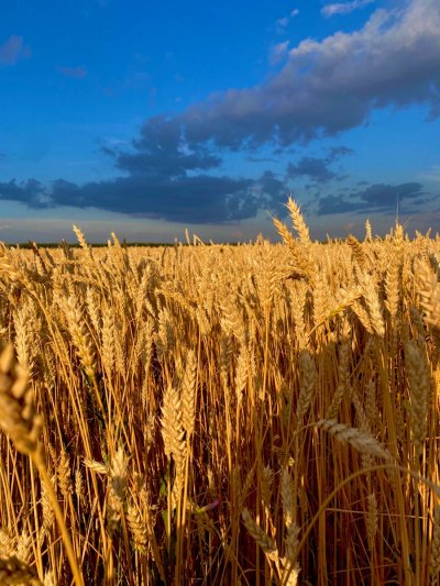 Нива Золотая лето