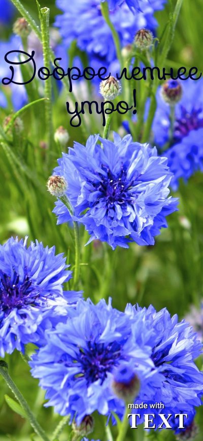 Королевский Василек