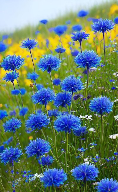 Васельки или васильки