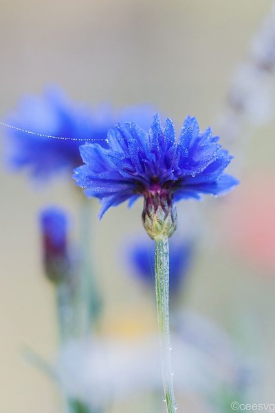 Василек цветы