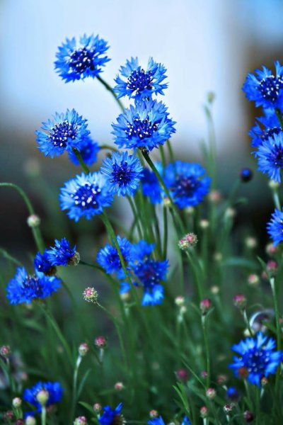 Синие полевые цветы