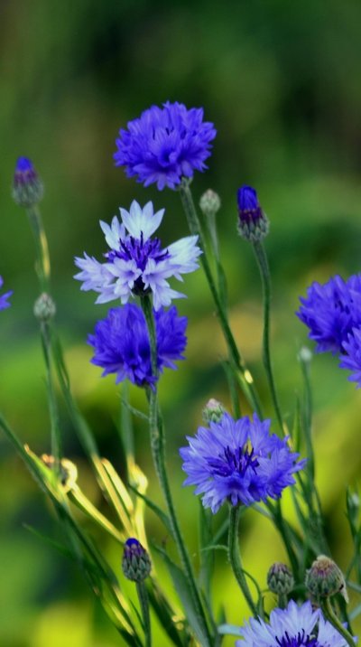 Василек цветы