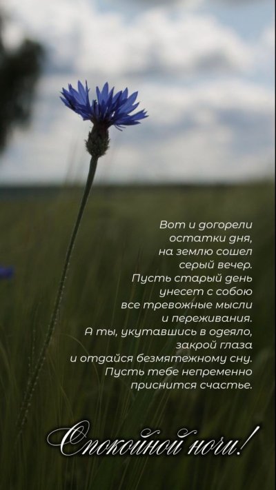 Полевые цветы